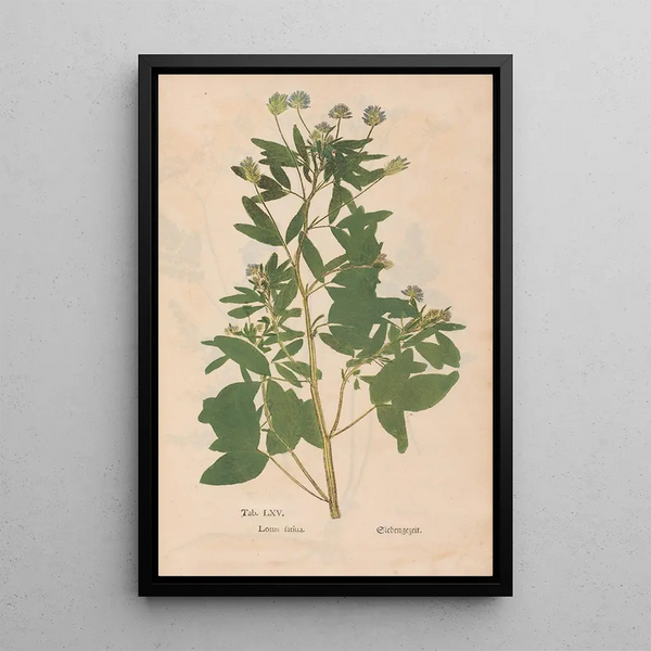 Ectypa vegetabilium Pl065 maalaus Christian Gottlieb Ludwig — kehystetty taideteos seinällä