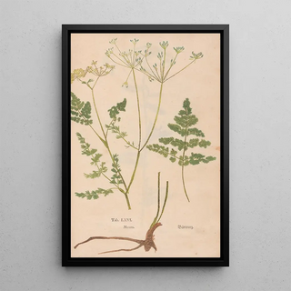 Christian Gottlieb Ludwig - Ectypa vegetabilium Pl066.webp