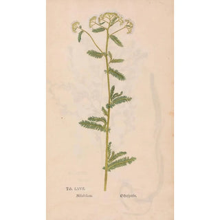 Christian Gottlieb Ludwig - Ectypa vegetabilium Pl067.webp