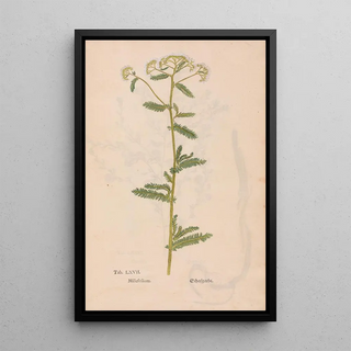 Christian Gottlieb Ludwig - Ectypa vegetabilium Pl067.webp