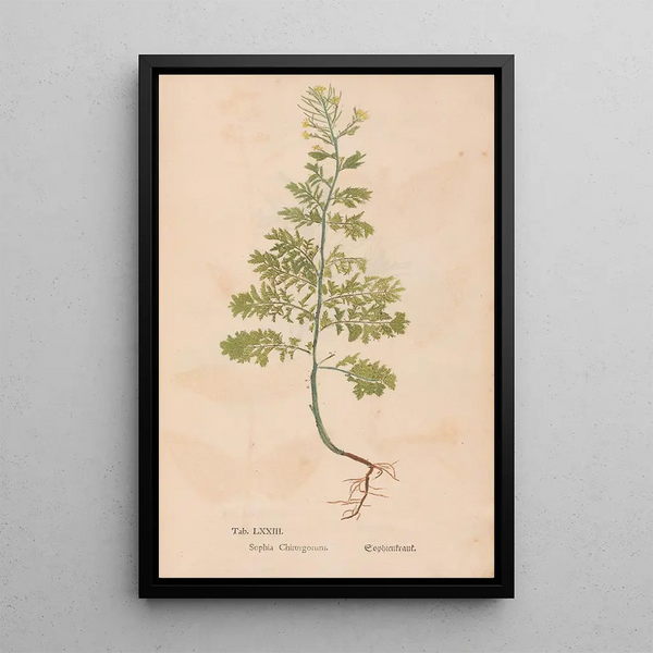 Ectypa vegetabilium Pl073 - Christian Gottlieb Ludwig — kehystetty taideteos seinällä