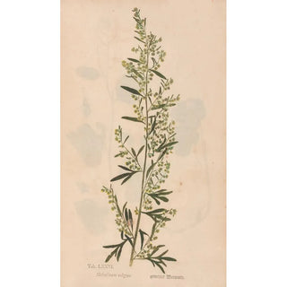 Christian Gottlieb Ludwig - Ectypa vegetabilium Pl076.webp