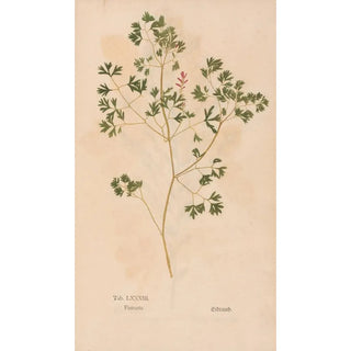 Christian Gottlieb Ludwig - Ectypa vegetabilium Pl083.webp