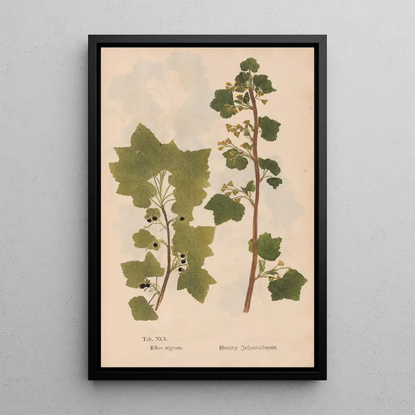 Ectypa vegetabilium Pl091 - Christian Gottlieb Ludwig — kehystetty taideteos seinällä