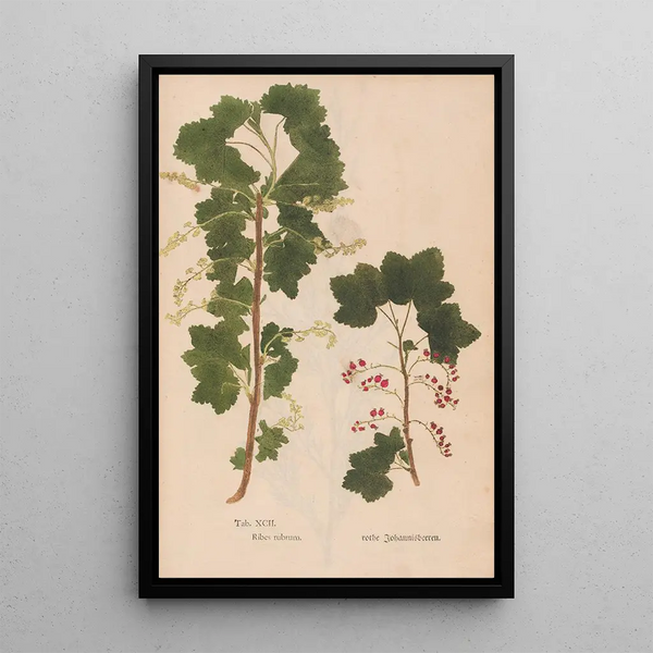 Maalauksen jäljennös Ectypa vegetabilium Pl092 - Christian Gottlieb Ludwig