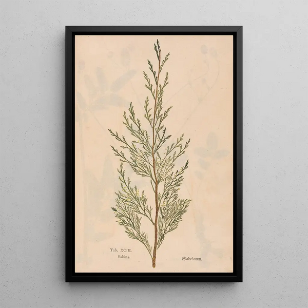 Ectypa vegetabilium Pl093 - Christian Gottlieb Ludwig — kehystetty taideteos seinällä