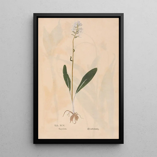 Christian Gottlieb Ludwig - Ectypa vegetabilium Pl095.webp