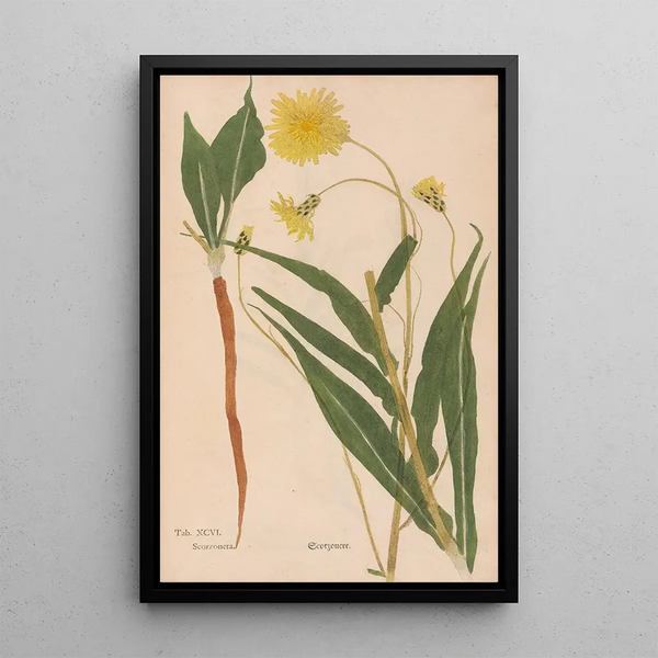 Ectypa vegetabilium Pl096 - Christian Gottlieb Ludwig — kehystetty taideteos seinällä