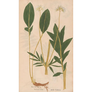 Christian Gottlieb Ludwig - Ectypa vegetabilium Pl098.webp