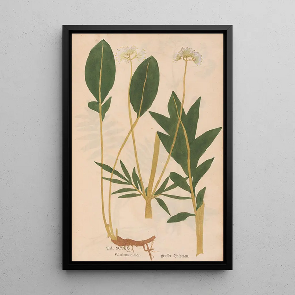 Ectypa vegetabilium Pl098 - Christian Gottlieb Ludwig — kehystetty taideteos seinällä