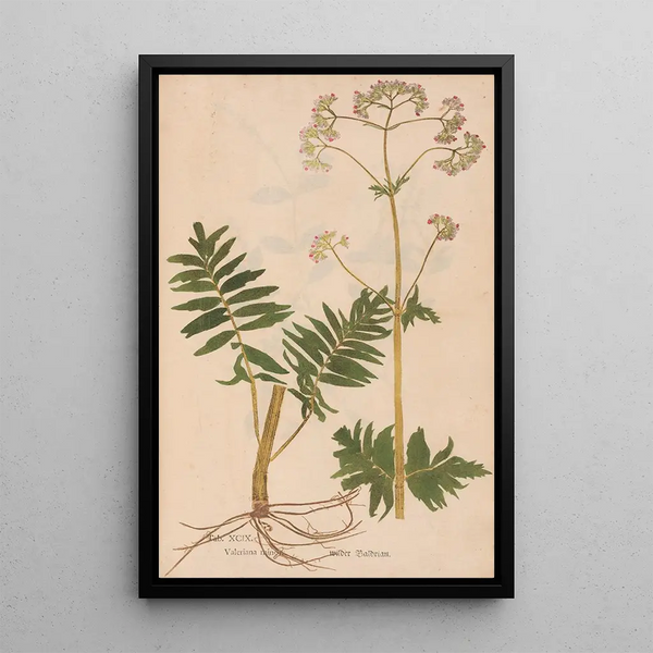 Maalauksen jäljennös Ectypa vegetabilium Pl099 - Christian Gottlieb Ludwig