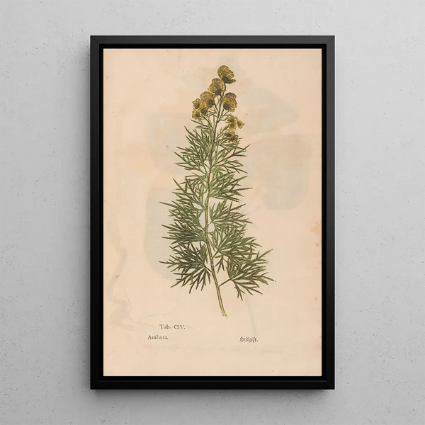 Ectypa vegetabilium Pl104 - Christian Gottlieb Ludwig — kehystetty taideteos seinällä