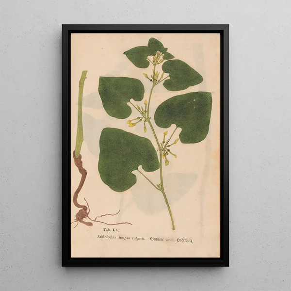 Maalauksen jäljennös Ectypa vegetabilium Pl105 - Christian Gottlieb Ludwig
