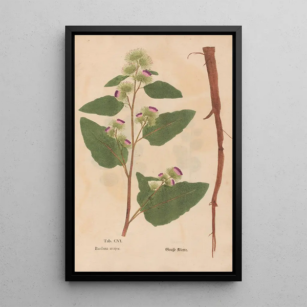 Ectypa vegetabilium Pl106 - Christian Gottlieb Ludwig — kehystetty taideteos seinällä