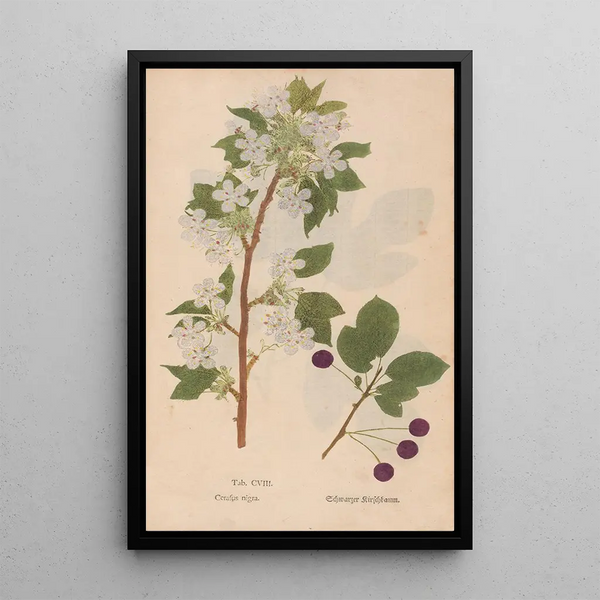 Ectypa vegetabilium Pl108 - Christian Gottlieb Ludwig — kehystetty taideteos seinällä