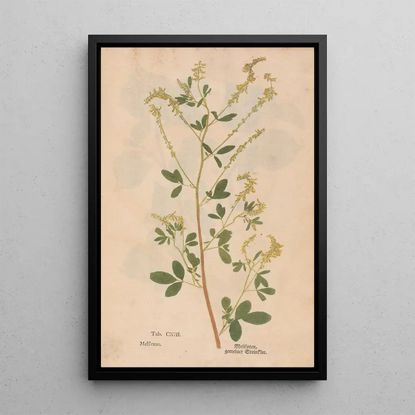Maalauksen jäljennös Ectypa vegetabilium Pl113 maalaus Christian Gottlieb Ludwig