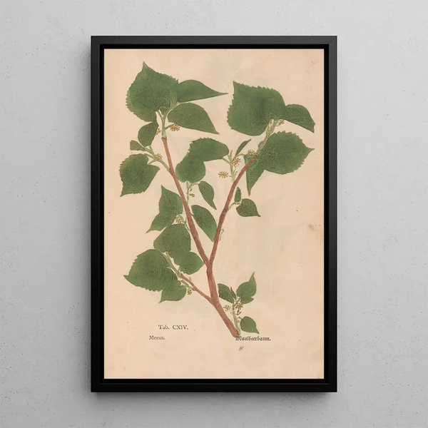 Maalauksen jäljennös Ectypa vegetabilium Pl114 - Christian Gottlieb Ludwig