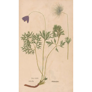 Christian Gottlieb Ludwig - Ectypa vegetabilium Pl119.webp