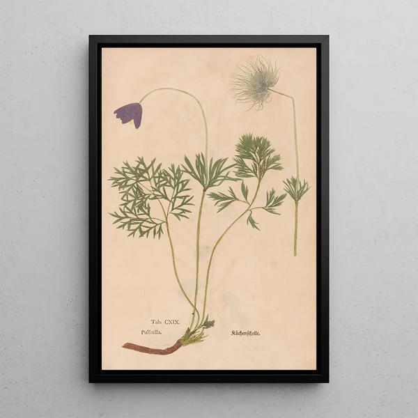 Ectypa vegetabilium Pl119 - Christian Gottlieb Ludwig — kehystetty taideteos seinällä