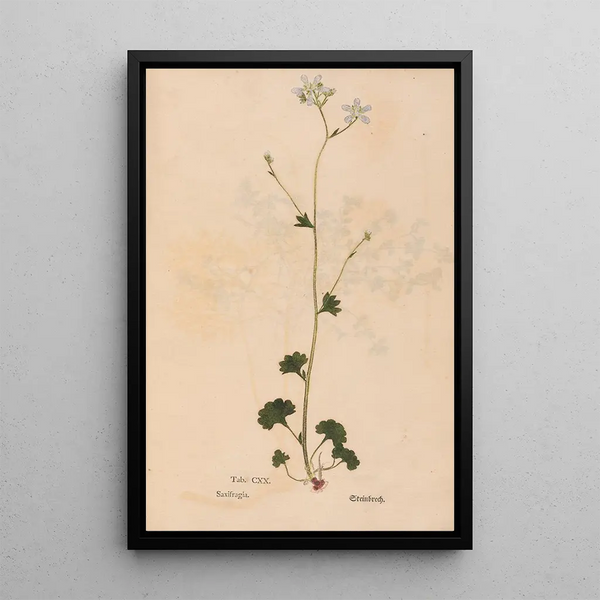 Ectypa vegetabilium Pl120 - Christian Gottlieb Ludwig — kehystetty taideteos seinällä