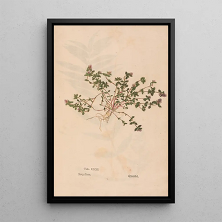 Christian Gottlieb Ludwig - Ectypa vegetabilium Pl121.webp