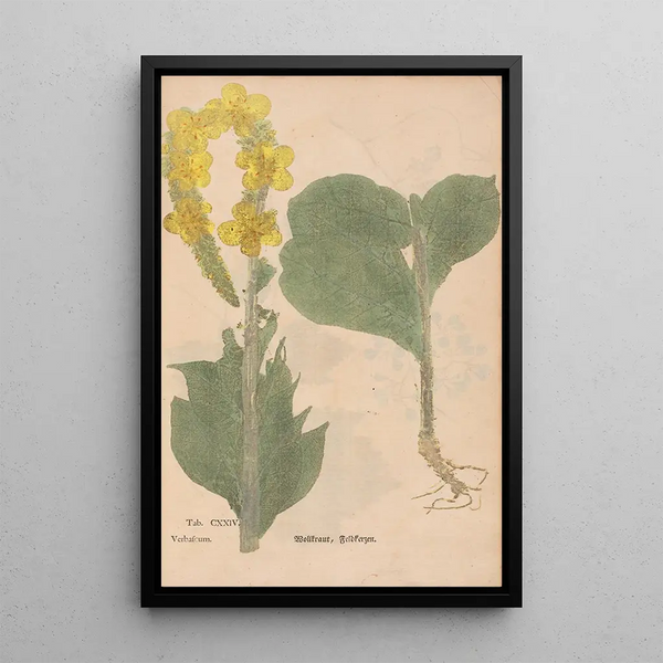 Maalauksen jäljennös Ectypa vegetabilium Pl124 - Christian Gottlieb Ludwig