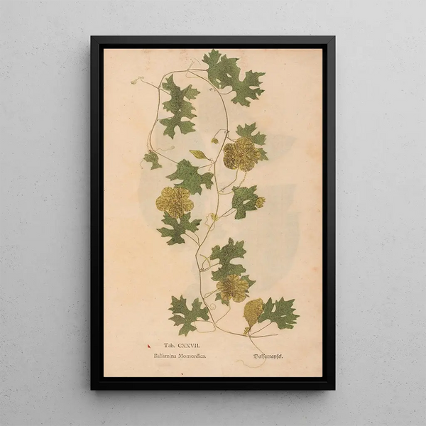 Ectypa vegetabilium Pl127 - Christian Gottlieb Ludwig — kehystetty taideteos seinällä
