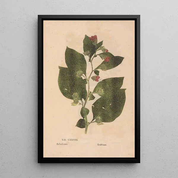 Maalauksen jäljennös Ectypa vegetabilium Pl128 - Christian Gottlieb Ludwig