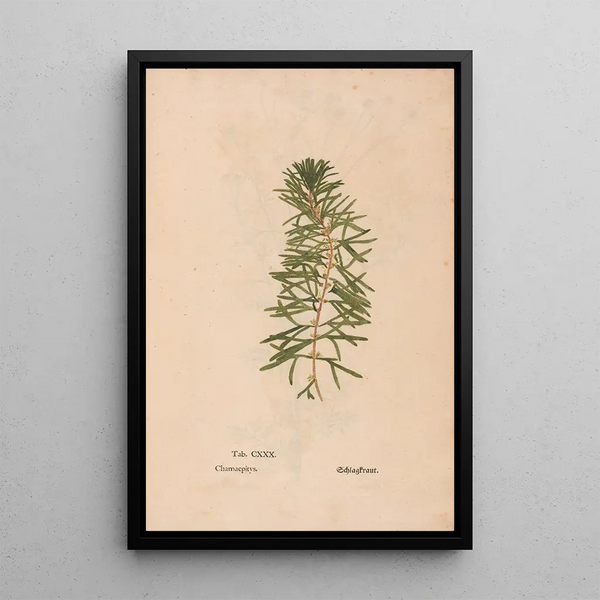 Maalauksen jäljennös Ectypa vegetabilium Pl130 - Christian Gottlieb Ludwig