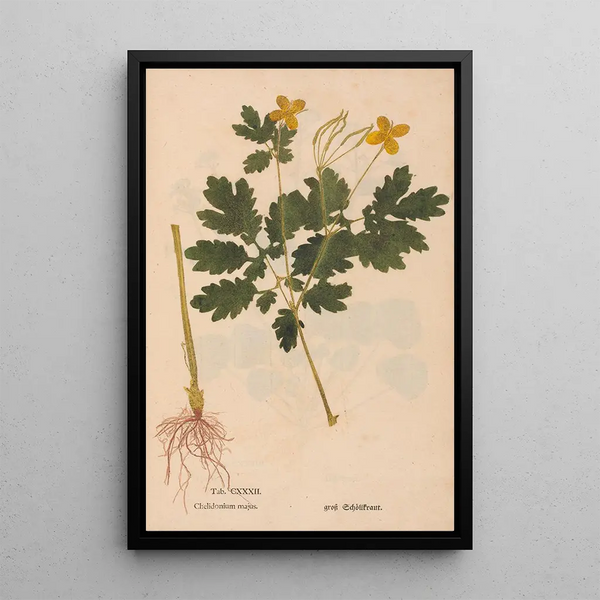 Maalauksen jäljennös Ectypa vegetabilium Pl132 - Christian Gottlieb Ludwig