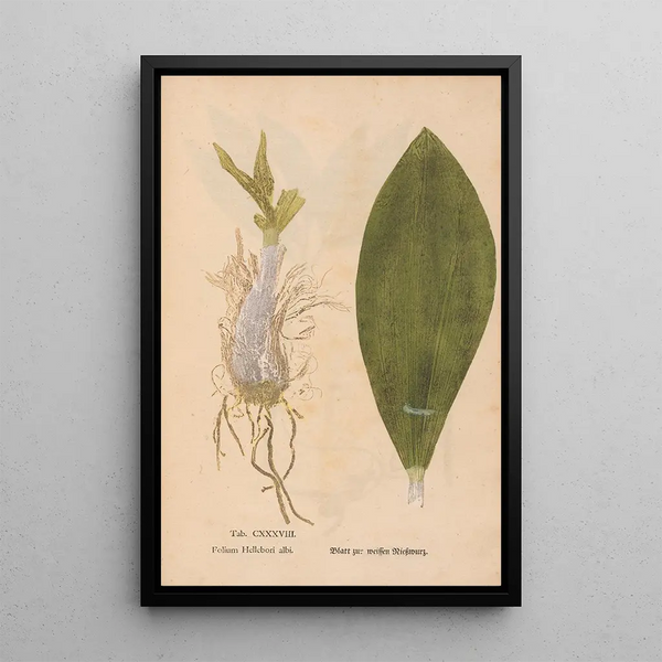 Ectypa vegetabilium Pl138 - Christian Gottlieb Ludwig — kehystetty taideteos seinällä