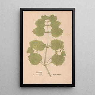 Christian Gottlieb Ludwig - Ectypa vegetabilium Pl145.webp