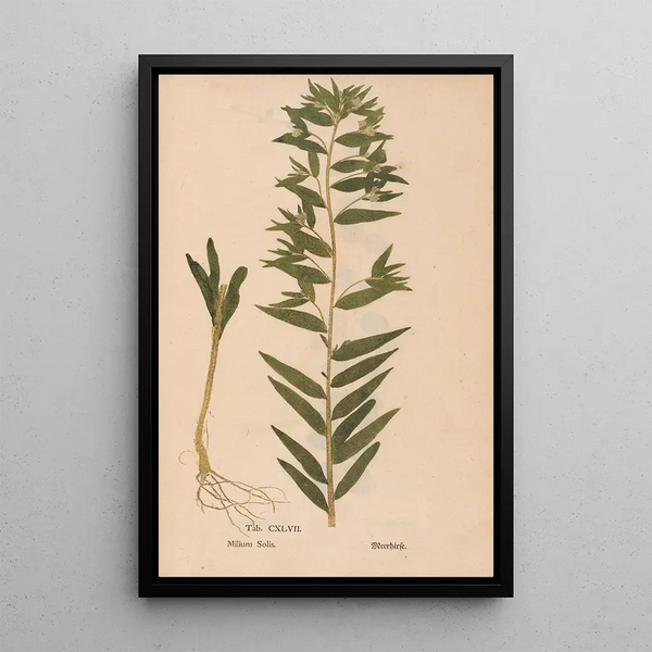 Ectypa vegetabilium Pl147 - Christian Gottlieb Ludwig — kehystetty taideteos seinällä