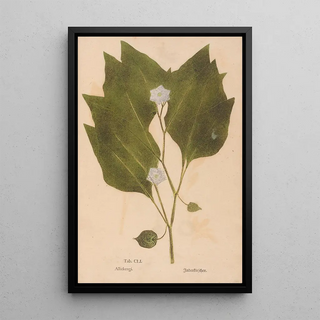 Christian Gottlieb Ludwig - Ectypa vegetabilium Pl151.webp