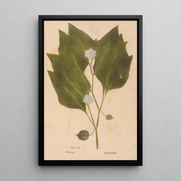 Ectypa vegetabilium Pl151 - Christian Gottlieb Ludwig — kehystetty taideteos seinällä