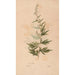 Ectypa vegetabilium Pl153 - Christian Gottlieb Ludwig — näkymä teoksesta