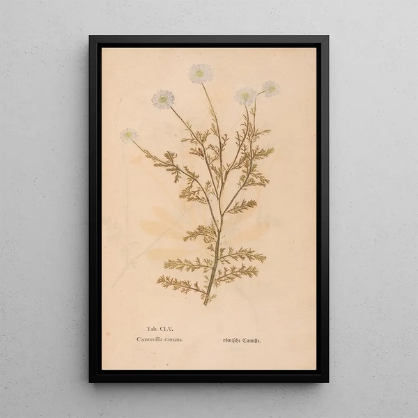 Maalauksen jäljennös Ectypa vegetabilium Pl155 - Christian Gottlieb Ludwig