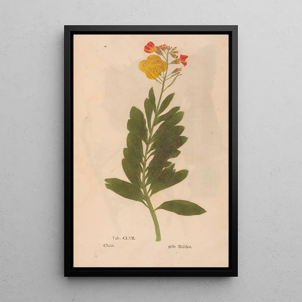 Maalauksen jäljennös Ectypa vegetabilium Pl157 maalaus Christian Gottlieb Ludwig