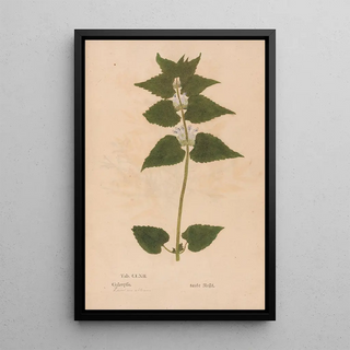 Christian Gottlieb Ludwig - Ectypa vegetabilium Pl162.webp