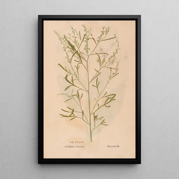 Ectypa vegetabilium Pl166 - Christian Gottlieb Ludwig — kehystetty taideteos seinällä