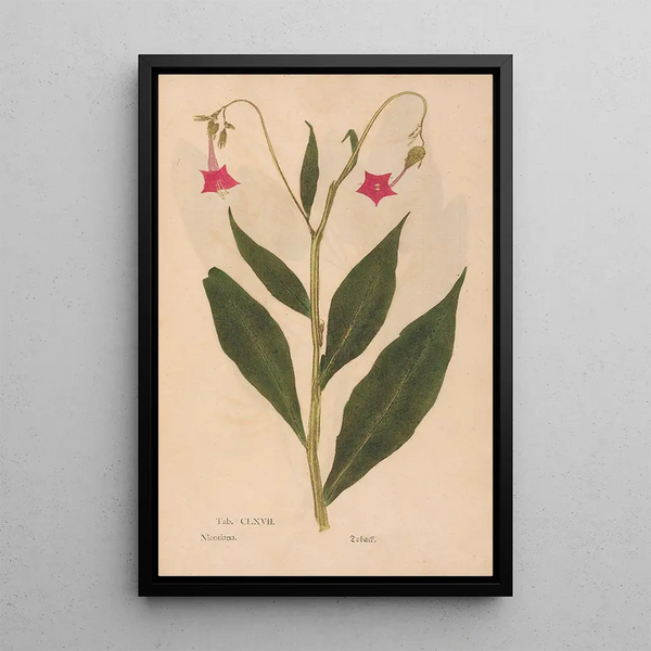 Maalauksen jäljennös Ectypa vegetabilium Pl167 - Christian Gottlieb Ludwig