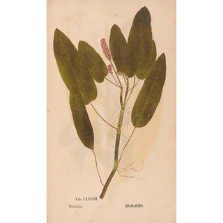 Christian Gottlieb Ludwig - Ectypa vegetabilium Pl168.webp