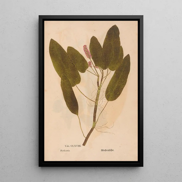 Ectypa vegetabilium Pl168 - Christian Gottlieb Ludwig — kehystetty taideteos seinällä
