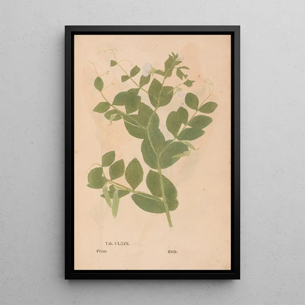 Maalauksen jäljennös Ectypa vegetabilium Pl169 - Christian Gottlieb Ludwig