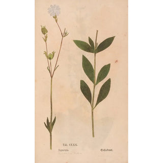 Christian Gottlieb Ludwig - Ectypa vegetabilium Pl170.webp