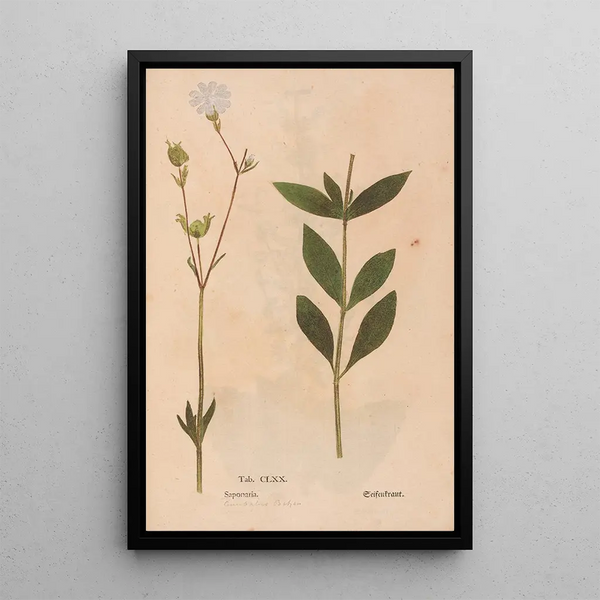 Ectypa vegetabilium Pl170 maalaus Christian Gottlieb Ludwig — kehystetty taideteos seinällä