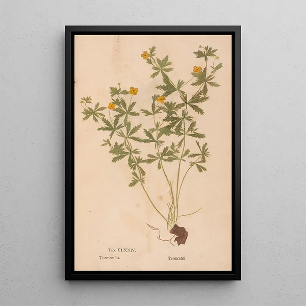 Maalauksen jäljennös Ectypa vegetabilium Pl174 - Christian Gottlieb Ludwig