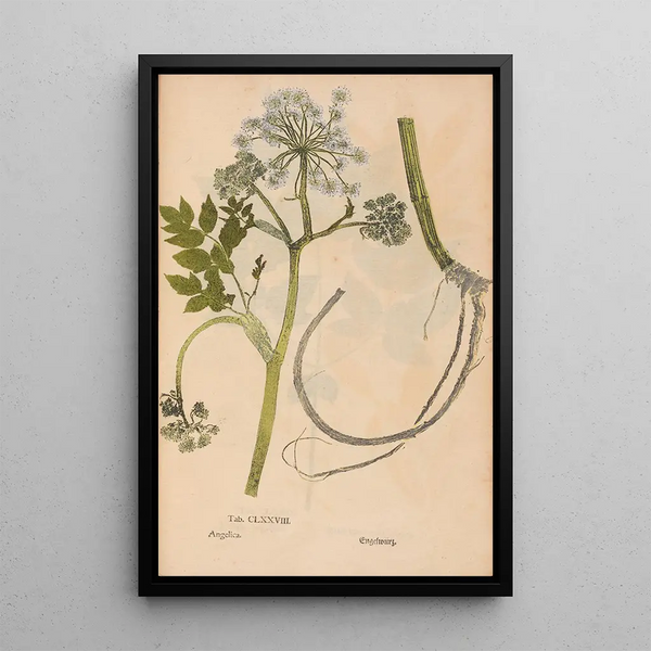 Maalauksen jäljennös Ectypa vegetabilium Pl178 - Christian Gottlieb Ludwig