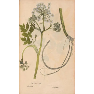 Christian Gottlieb Ludwig - Ectypa vegetabilium Pl178.webp