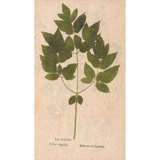 Christian Gottlieb Ludwig - Ectypa vegetabilium Pl179.webp